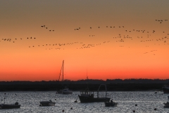 birds 2