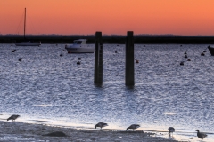 birds