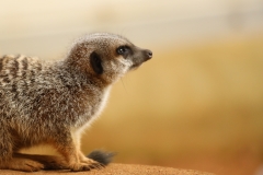 File 23-10-2017, 20 07 07